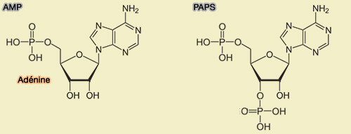 AMP et PAPS