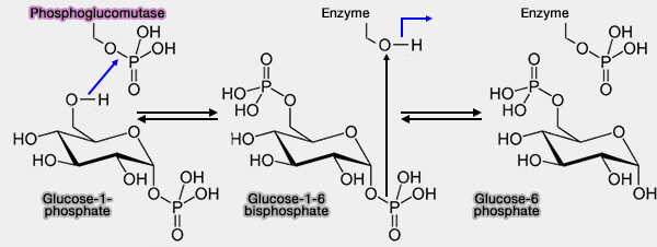 Catalyse par la phosphoglucomutase