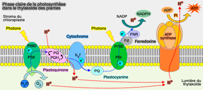 Phase claire de la photosynthèse
