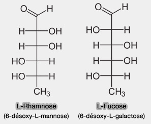 Rhamnose et fucose