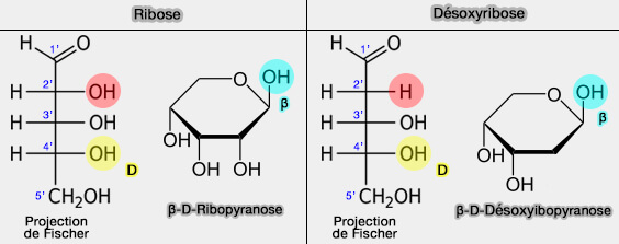 Ribose et 2-désoxyribose