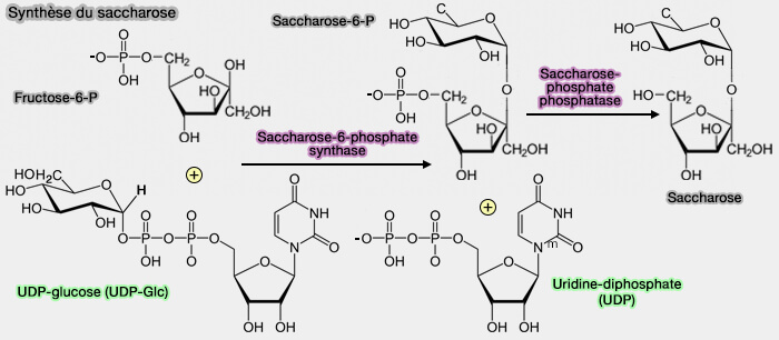 Synthèse du saccharose