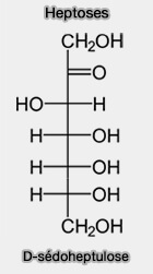 Heptoses