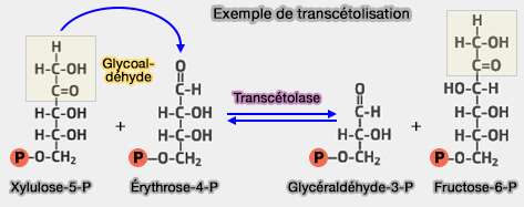 Exemple de transcétolisation