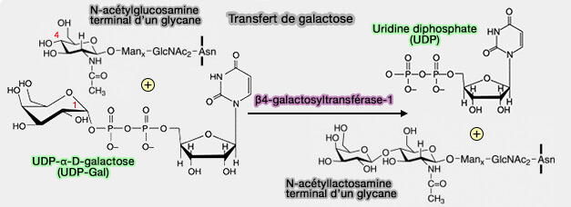 Transfert de galactose 