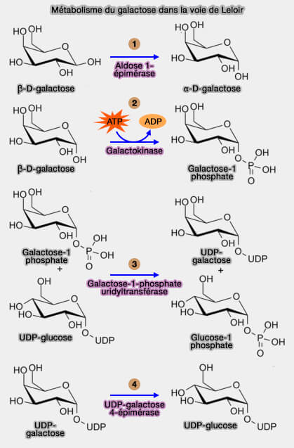 Métabolisme du galactose dans la voie de Leloir