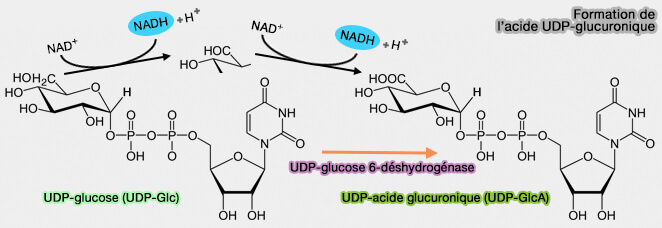 Formation de l’acide UDP-glucuronique