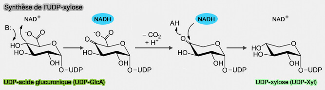 Formation de l’acide UDP-glucuronique