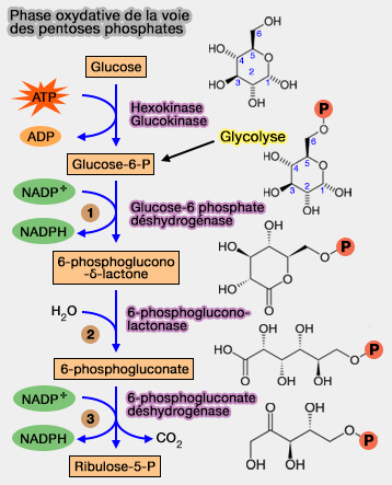 Phase oxydative de la voie des pentoses phosphates