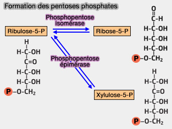 Formation des pentoses phosphates