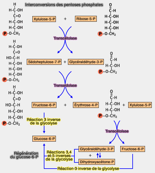 nterconversions des pentoses phosphates et régénération du G6P