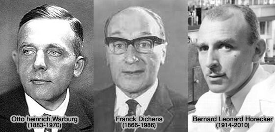 Otto Heinrich Warburg, Frank Dickens et Bernard L. Horecker
