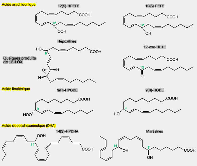 Quelques produits de 12-LOX