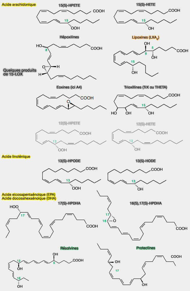 Quelques produits de 15-LOX