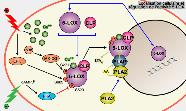 Localisation cellulaire et régulation de l'activité 5-LOX (5-LO)