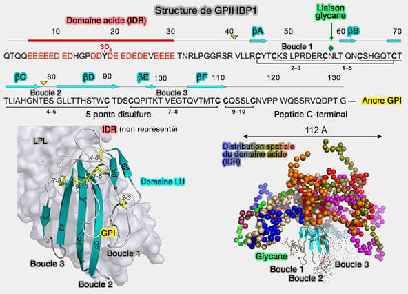 Structure de GP1HBP1