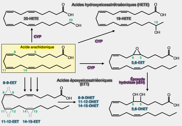 Formation des EET et HETE par CYP à partir de l'acide arachidonique