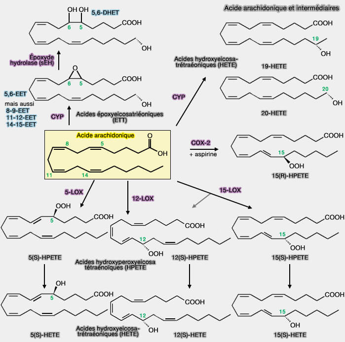 Acide arachidonique et LOX