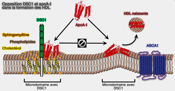 Opposition DSC1 et apoA-I dans la formation des HDL