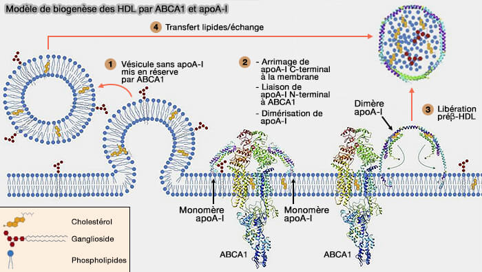 Modèle direct de biogenèse des HDL par ABCA1