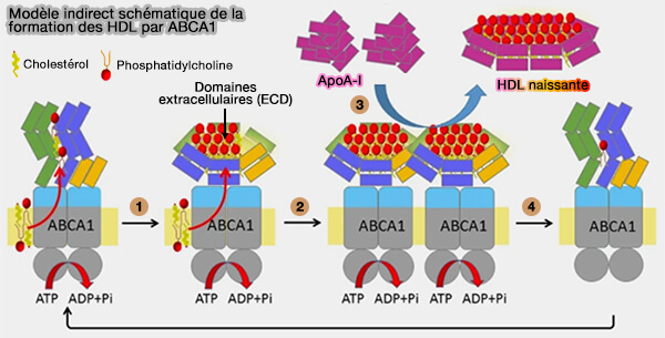 Un des modèles indirects possible de formation des HDL par ABCA1