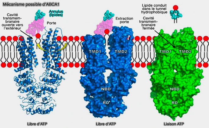 Mécanisme possible d'ABCA1