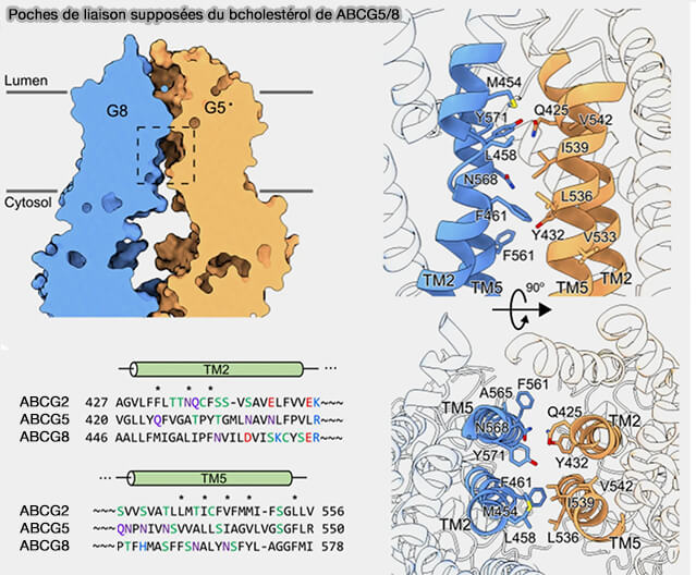 Poches de liaison supposées du cholestérol de ABCG5/8