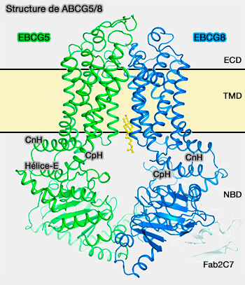 Structure de ABCG5/8