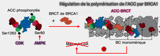 Régulation de la polymérisation de l’ACC par BRCA1