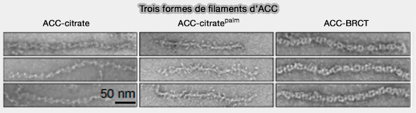 Trois formes de filament d'ACC