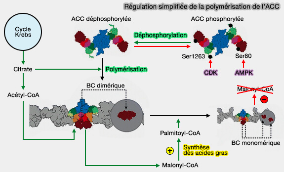Régulation simplifiée de la polymérisation de l’ACC