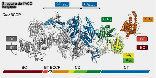 Structure de l'ACC fongique