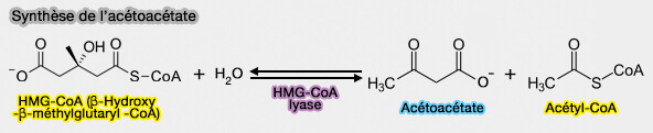 Synthèse de l'acétoacétate