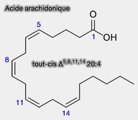 Acide arachidonique