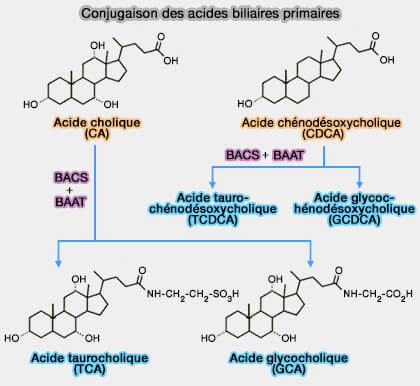 Conjugaison des acides biliaires primaires