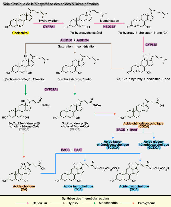 Voie classique de la synthèse des acides biliaires primaires