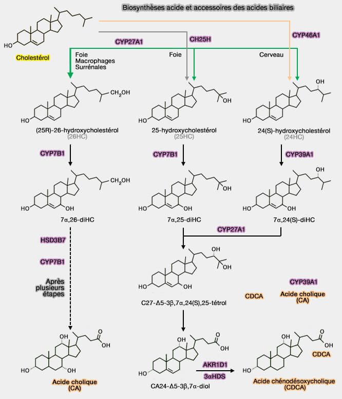 Voies acide et accessoires de la synthèse des acides biliaires primaires