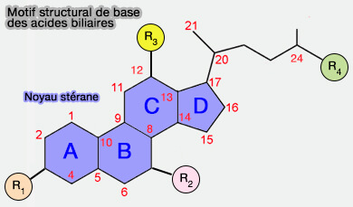Motif structural de base des acides biliaires
