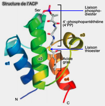 Structure de l'ACP