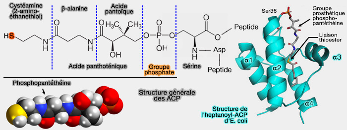 Structure générale des ACP
