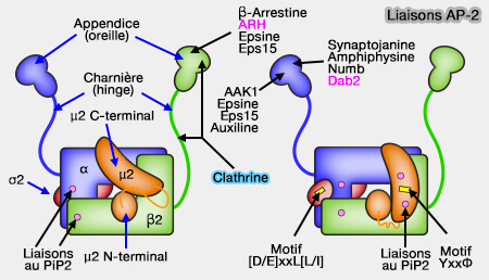Liaisons avec l'AP-2