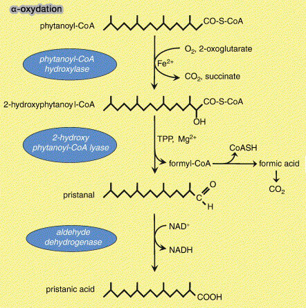Alpha-oxydation (α-oxydation)