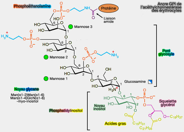 Structure de l'ancre GPI de l’acétylcholinestérase des érythrocyte