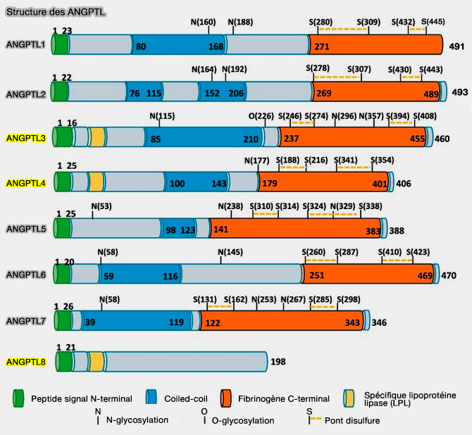Structure des ANGPTL