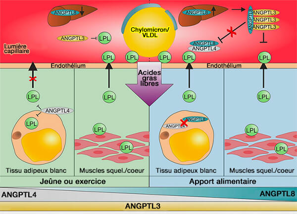 Traitement des TRL dépendant de la nutrition par ANGPTL