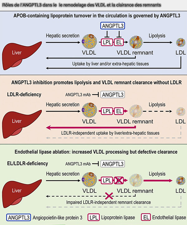 Rôles de l'ANGPTL3 dans le  le remodelage des VLDL et la clairance des remnants