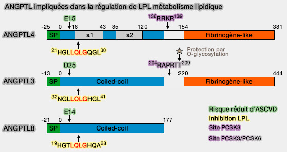 Structure des ANGTPL3/4/8