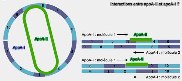 Interactions possibles entre l'apoA-I et apoA-II ?