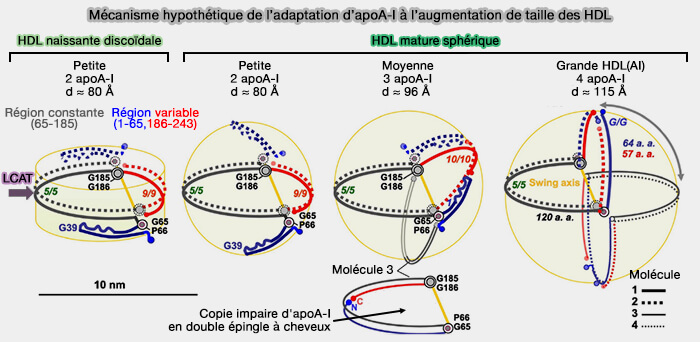 Mécanisme hypothétique de l'apoA-I à l'augmentation de taille des HDL