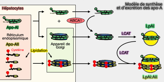 Modèle de synthèse et d’excrétion des apoA-I et apoA-II